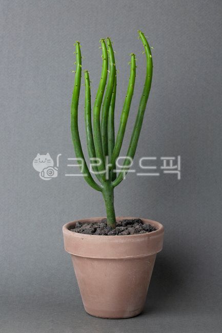 연필선인장,청산호,청기린,파티오라금,선인장,플랜테리어,다육식물,식물,인테리어,다육,가시,화분,오브젝트,열대식물,배경,백그라운드,그린,녹색,클로즈업,자라다,성장,보태니컬,데코,데코레이션,물주기,사막식물,반려식물,분갈이,공기정화,소확행,아열대식물,다육이,가드닝,가든,정원,자연,토분,회색,그레이,새싹,잎