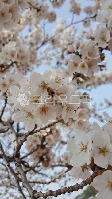 꽃,벚꽃,꿀벌,봄,벚꽃나무