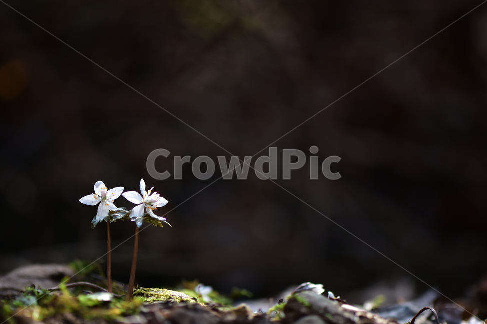 너도바람꽃,야생화,봄,꽃,풀꽃,자연,식물,식생,감성,힐링,plants,nature,spring,season,flower,emotion,feeling,흰색,초본,너도바람꽃속