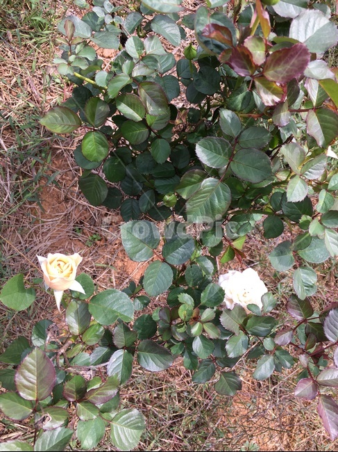 plant,식물,꽃,장미,장미꽃,정원