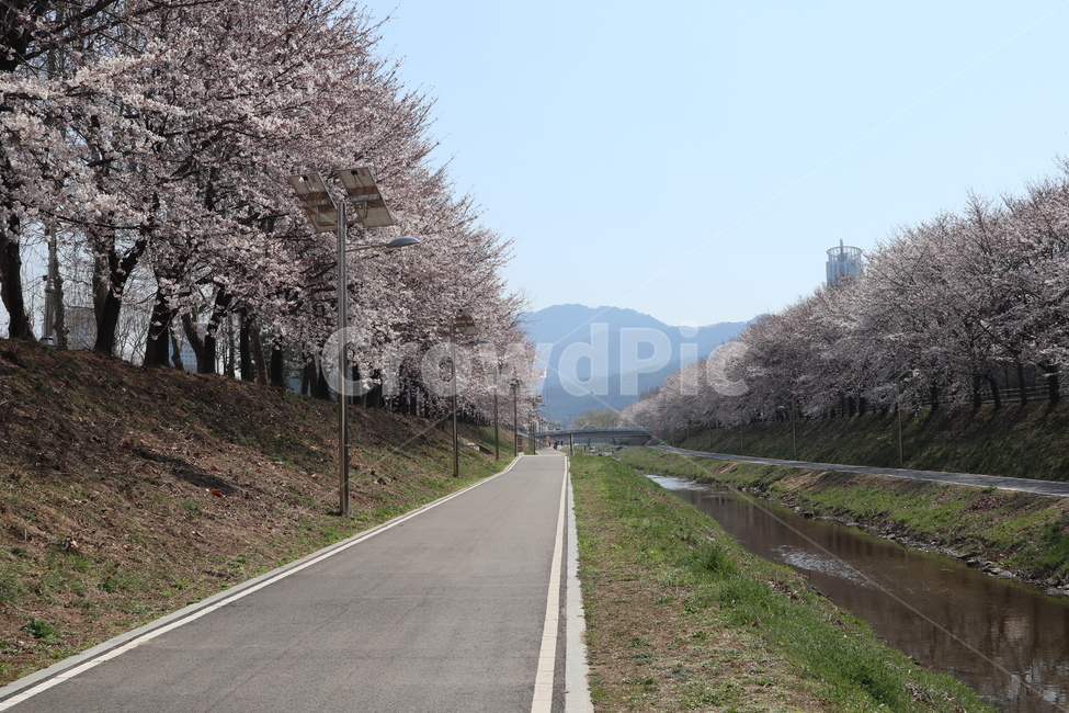 산책길,벚꽃,벚꽃나무,꽃,나무,plant,식물,flower,blossom