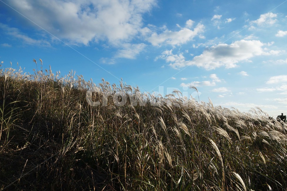 제주도,따라비오름,가을제주,억새,오름,기생화산,억새밭,jeju,autumnjeju,jejuisland,가을하늘,가을,계절,fall,autumn,season,grass,잔디,plant,식물