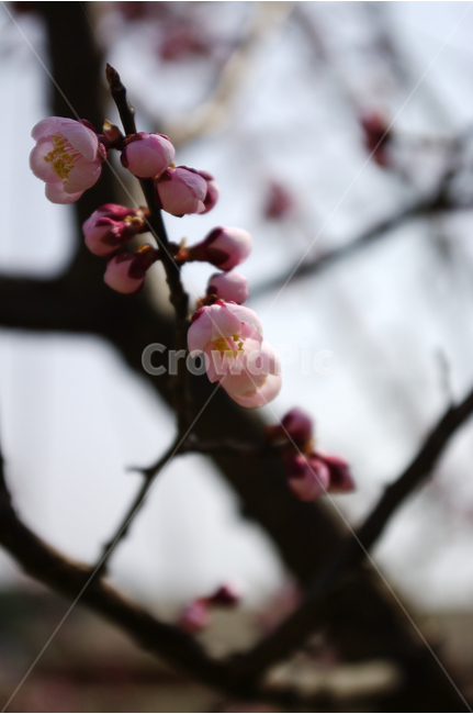 매화,봄,봄날,봄풍경,감성,spring,flower,풍경,식물,꽃,분홍색,봄,계절,spring,season,식물,자연,plants,nature,꽃,flower,plant,blossom