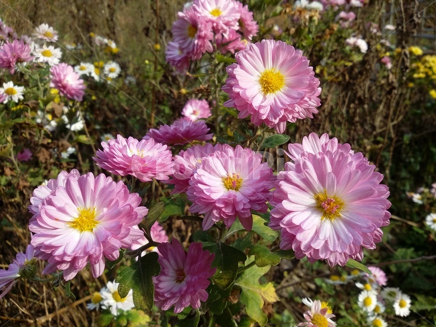 plant,식물,꽃,자연,flower,식물,자연,plants,nature,꽃,flower