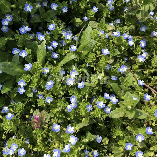 꽃,봄,flower,제라늄,식물,plant,파란꽃,파란색,들꽃,자연,초록,초록색,식물,자연,plants,nature,꽃,flower