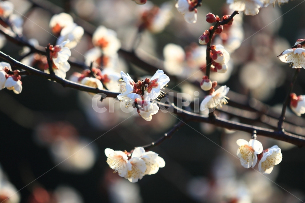 매화,꽃,매실꽃,봄,봄꽃,풍경,접사,식물,자연,plants,nature,꽃,flower