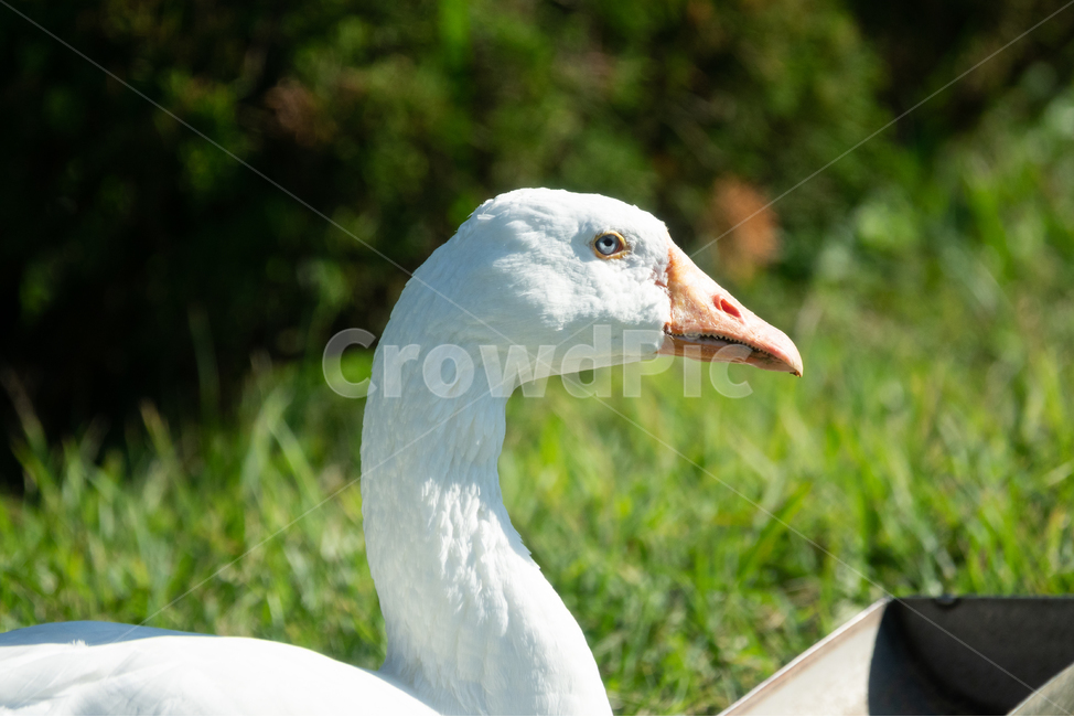 거위,새,조류,동물,풀,눈,부리,동물,animal,조류,새,birds