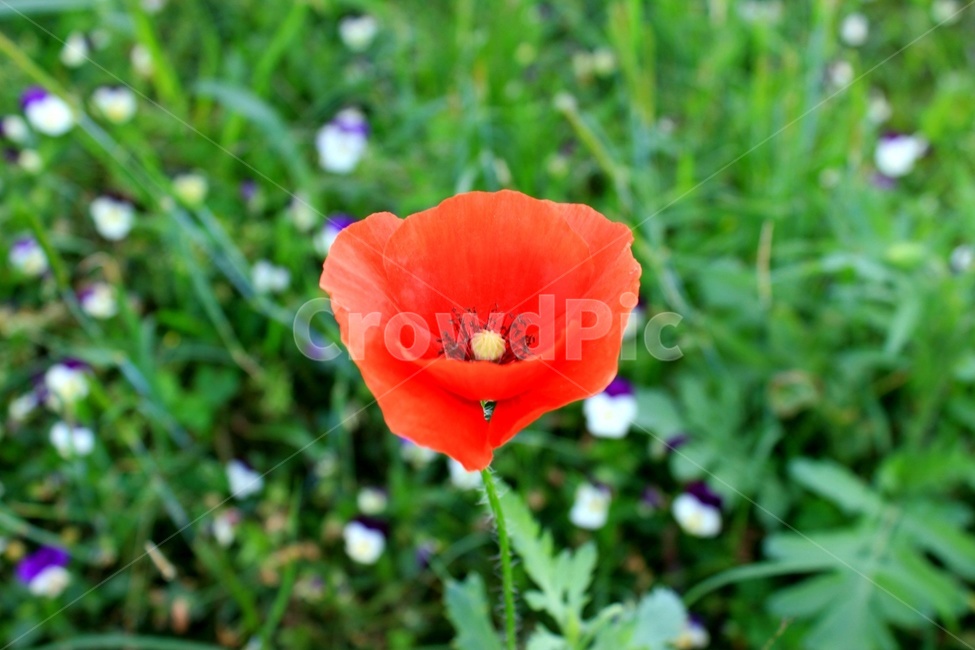 양귀비꽃,양귀비,꽃,식물,생화,자연,들꽃,풀,힐링,감성,flower,plant,opiumpoppy