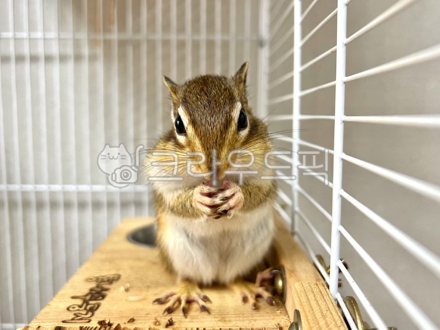 squirrel,chipmunk,animal,autumn,cute animals,pet,small animal,special animals