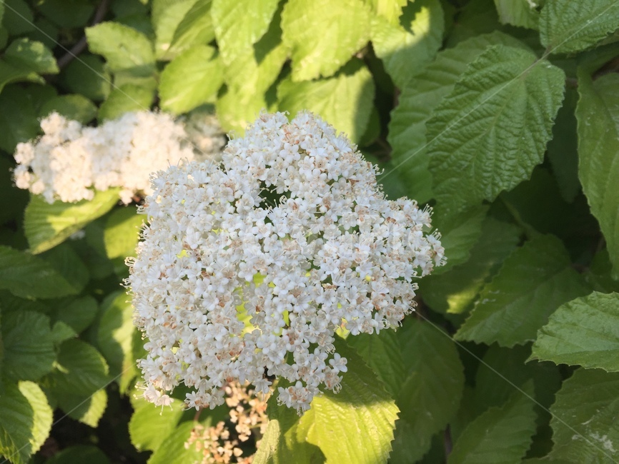 꽃,flower,야생화,wildflower,하얀색