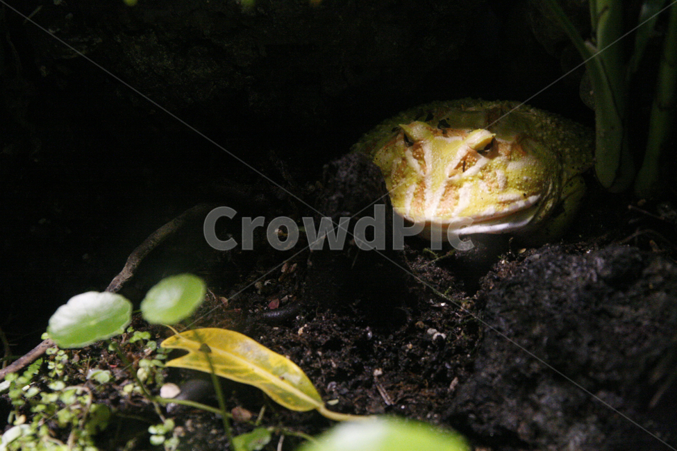 노란,개구리,잠복,먹이사냥,동물,동물,animal,파충류,양서류,reptile,amphibian