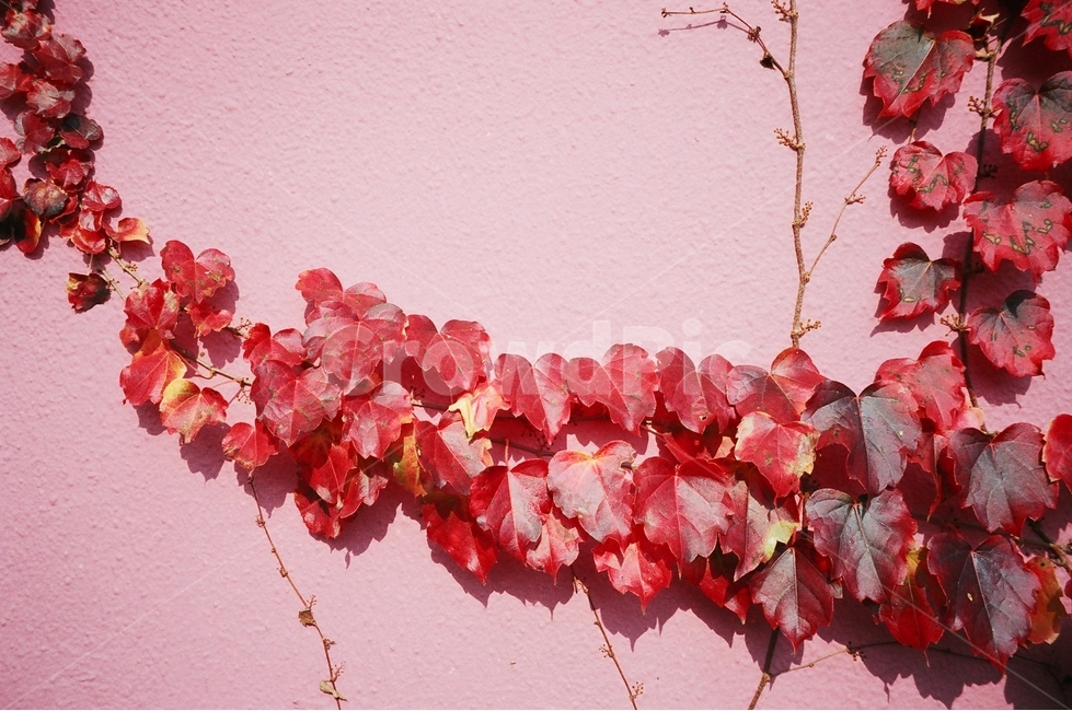 필름,감성,색감,덩쿨,벽,분홍,빨강,식물,자연,plants,nature,색깔,색상,색채,색감,color sense,color sensitivity,feeling of color