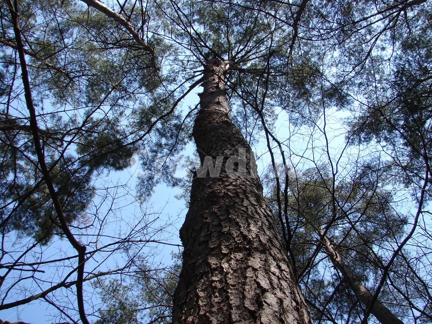 여름,소나무,울창,푸른,치악산,식물,자연,plants,nature,나무,trees,wood