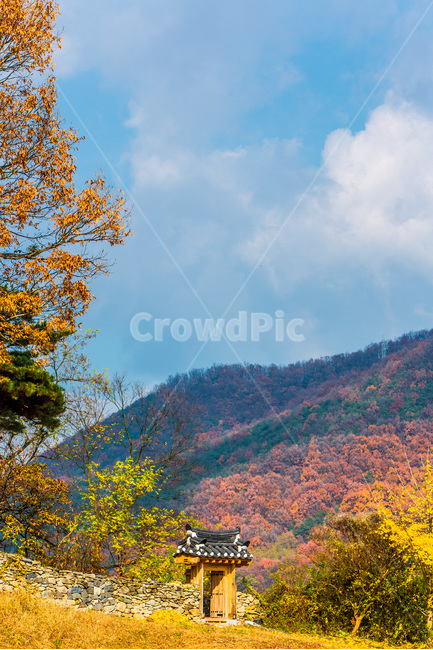 가을,단풍,낙엽,하늘,감성,돌담,전통,문화,가을,계절,fall,autumn,season,자연,풍경,nature,landscape,한국자연풍경,한국자연경관,korea nature landscape,나무,trees,wood,plant,식물,tree