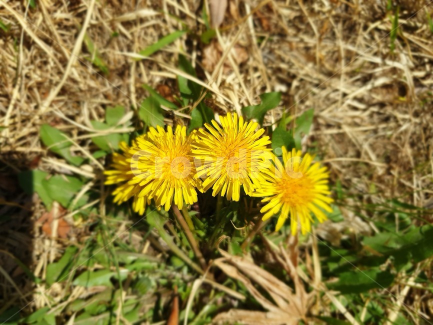 봄꽃,야생화,들꽃,노랑색꽃,자연스러운,식물,자연,plants,nature,꽃,flower