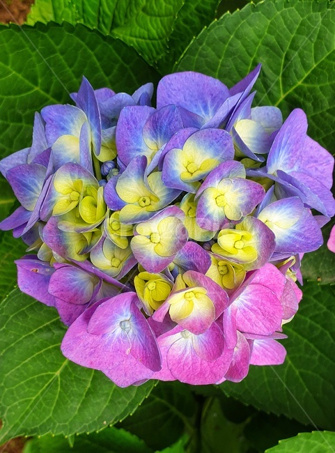 geranium,제라늄,flower,꽃,plant,식물,식물,자연,plants,nature,꽃,flower