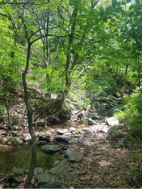 자연,나무,숲,초록,휴식,계곡,nature,tree,green,자연,풍경,nature,landscape,휴식,힐링,rest,relaxation,healing,water,물,outdoors,옥외,stream,흐름,creek,작은 만
