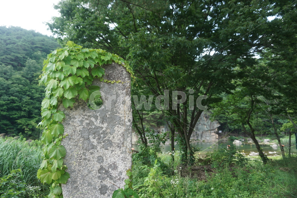 나무,돌,숲,휴식,자연,쉼터,여유
