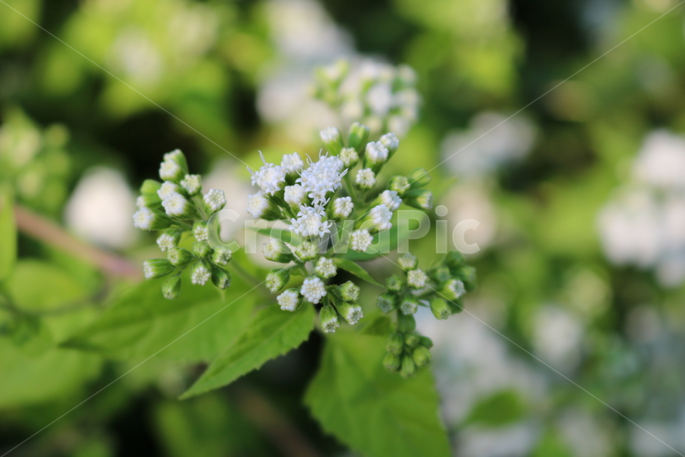 가막살나무,나무,꽃,식물,가막살꽃,흰꽃,자연,야생화,식물,자연,plants,nature,꽃,flower