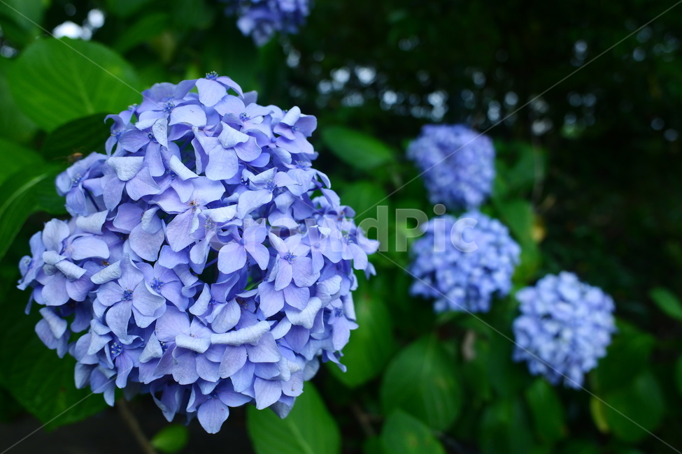 꽃,자연,식물,정원,두상화,flower,flowerhead,nature,violet,식물,자연,plants,nature,꽃,flower