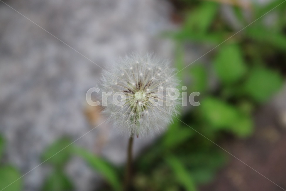 민들레,민들레씨,꽃씨,홀씨,식물,자연,흰색,초록,dandelion,dandelionseed,flowerseed,plants,nature,white,green,tanpopo,tanpoponoshu,hananoshu,shokubutsu,shiro,midori,식물,자연,plants,nature,꽃,flower