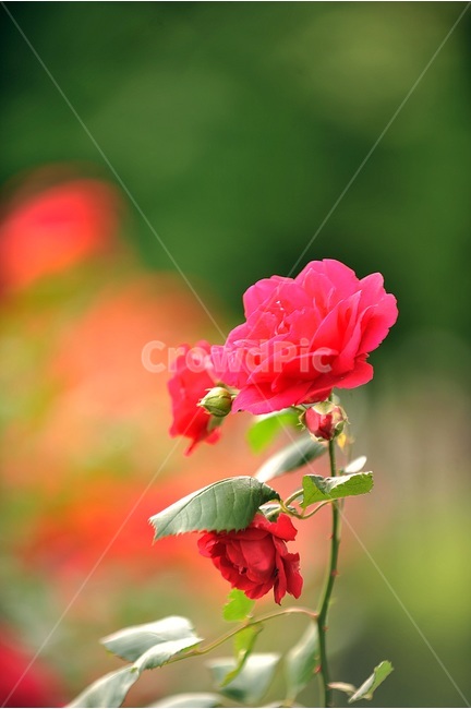 자연,꽃,장미,빨강,초록,초여름,식물,자연,plants,nature,꽃,flower