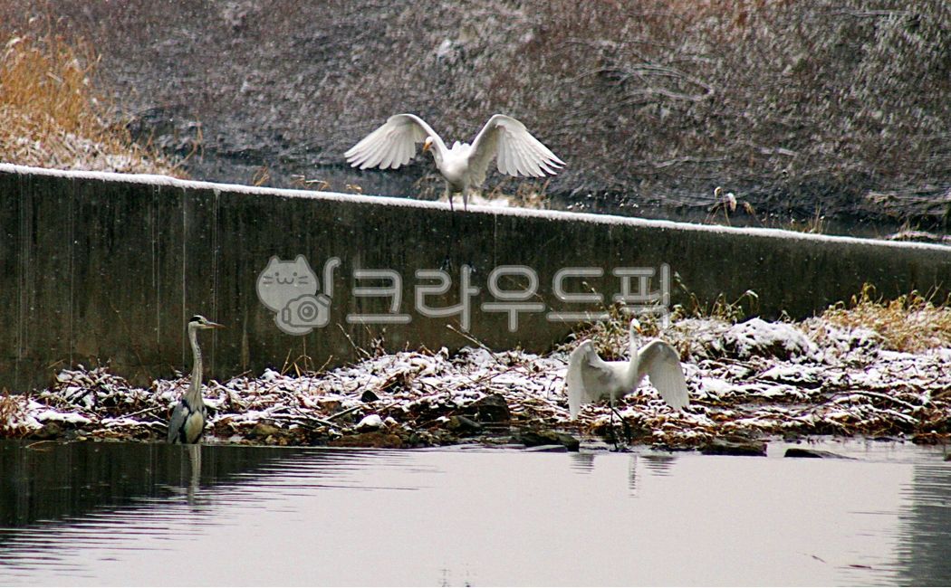 백로, 두루미, 학, 황새, 동물, 사진,이미지,일러스트,캘리그라피 - Nbocrates68작가