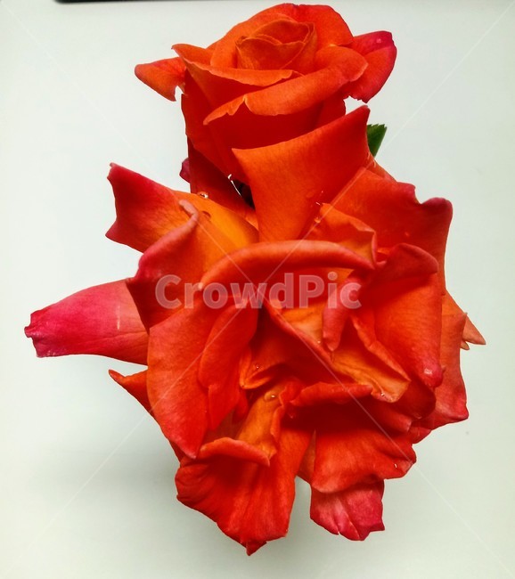 분홍색장미,꽃,장미,장미꽃,플라워,식물,flower,로즈