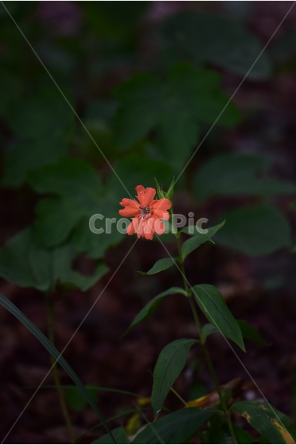 동자꽃,야생화,식물,자연,꽃,생태,힐링,플라워,wildflower,flower,plants,nature,season,감성,느낌,emotion,feeling,여름,오렌지색,여러해살이풀,석죽과,동자꽃속,식물,자연,plants,nature,꽃,flower