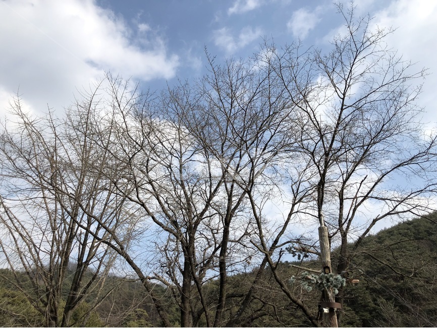 풍경,나무,나뭇가지,구름,산,자연,풍경,nature,landscape,tree,plant,식물,tree trunk,나무 줄기