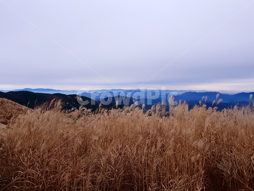 산,황매산,억새,구름,풍경,plant,식물,grass,잔디