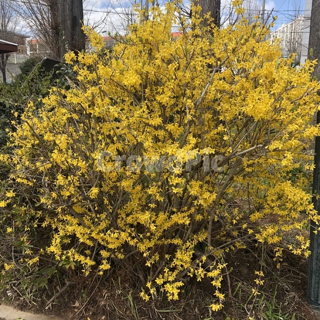 개나리,꽃,노란색,하늘,자연,식물,자연,plants,nature,꽃,flower