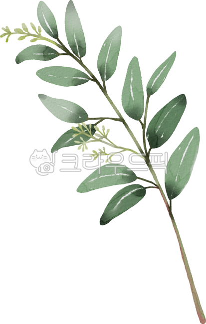 green,leaves,eucalyptus,plant,leaf,Watercolor,Herb