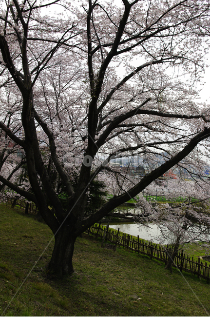 나무,식물,봄꽃,벚꽃나무,꽃,봄,계절,spring,season,식물,자연,plants,nature,나무,trees,wood,tree,tree trunk,나무 줄기,plant