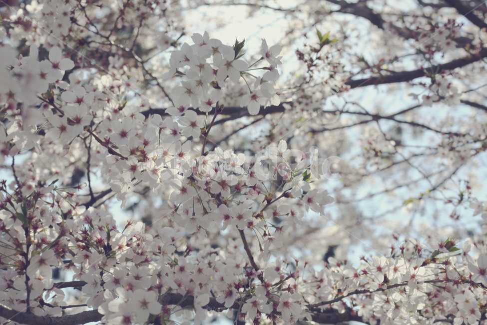 벚꽃,은은,빛,햇빛,나무