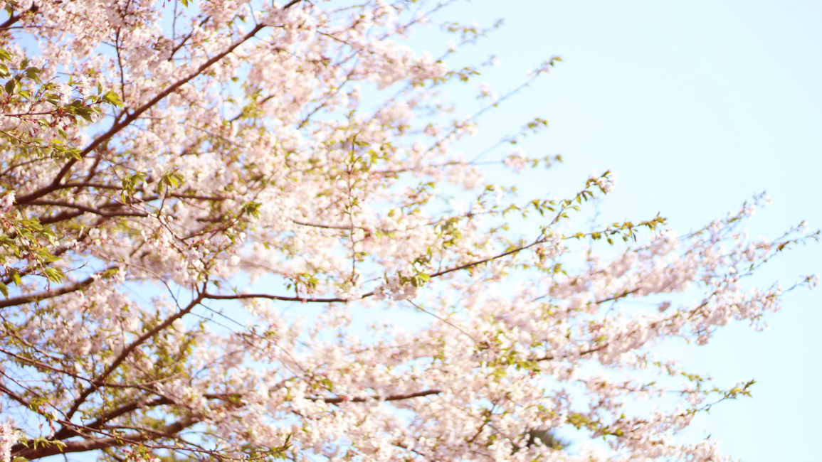 plant,식물,벚꽃,blossom,flower,꽃,봄,spring,식물,자연,plants,nature
