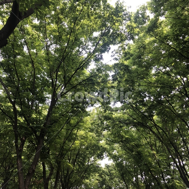 숲,숲속,나무,나무들,숲속길