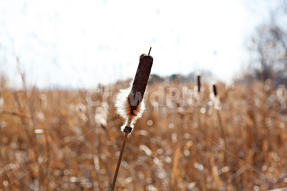 안산갈대습지공원,갈대,억새,습지,공원,식물,자연,풍경,겨울