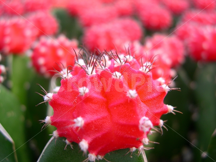 선인장,식물,가시,cactus,plants,식물,자연,plants,nature