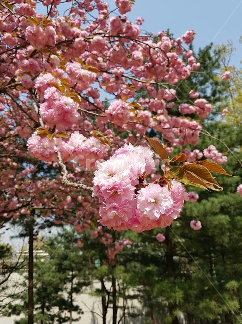 식물,blossom,꽃,flower,봄,봄꽃