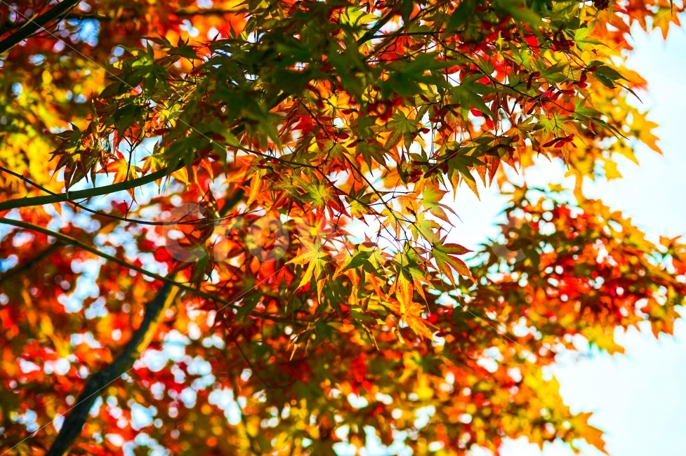 단풍,빨강,노랑,초록,가을,나무,풍경,가을,계절,fall,autumn,season,식물,자연,plants,nature,plant,leaf,잎,tree,maple