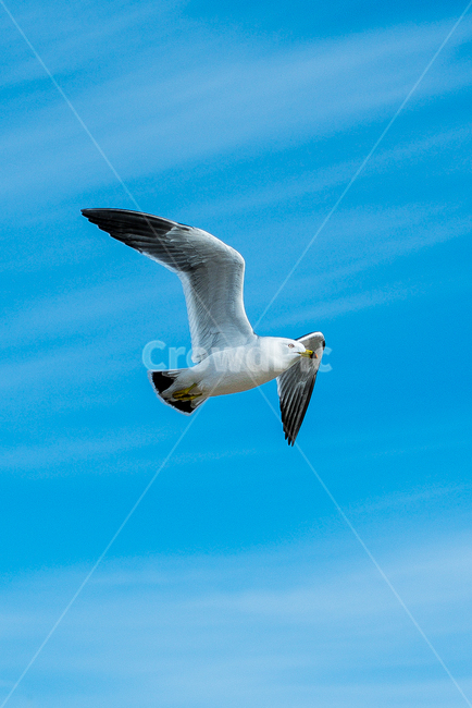 갈매기,하늘,바다갈매기,새,비행,동물,animal,조류,새,birds