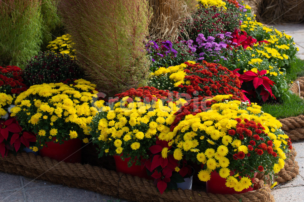 가을,야외,화단,식물,꽃,식물,자연,plants,nature,꽃,flower