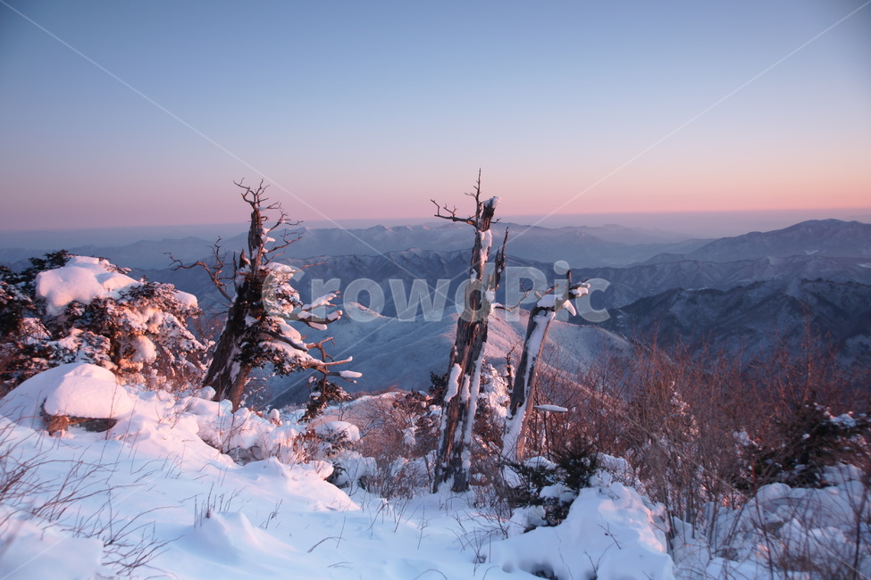덕유산,설경,주목,일출,풍경,겨울,계절,winter,season,자연,풍경,nature,landscape,outdoors,옥외,plant,식물,tree,나무,fir,전나무