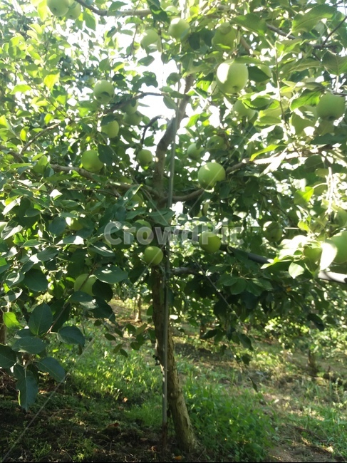풋사과,사과나무,나무,apple,자연,풍경,초록색