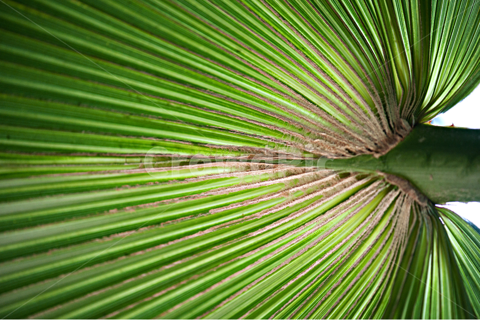 식물,줄기,부채모양,녹색,열대식물,식물,자연,plants,nature