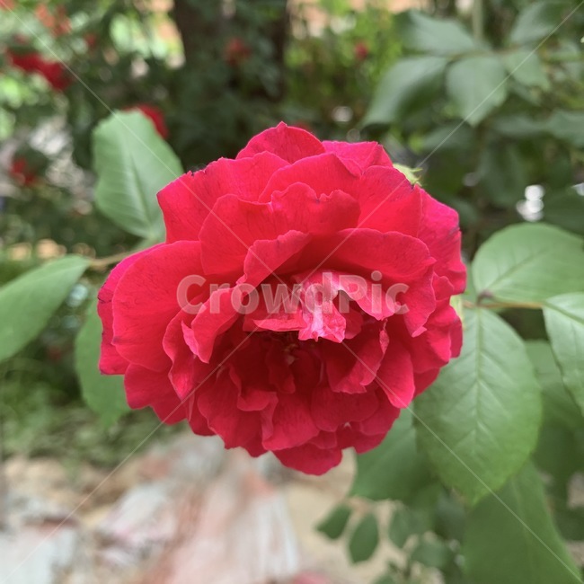blossom,꽃,식물,rose,flower,식물,자연,plants,nature,꽃,flower