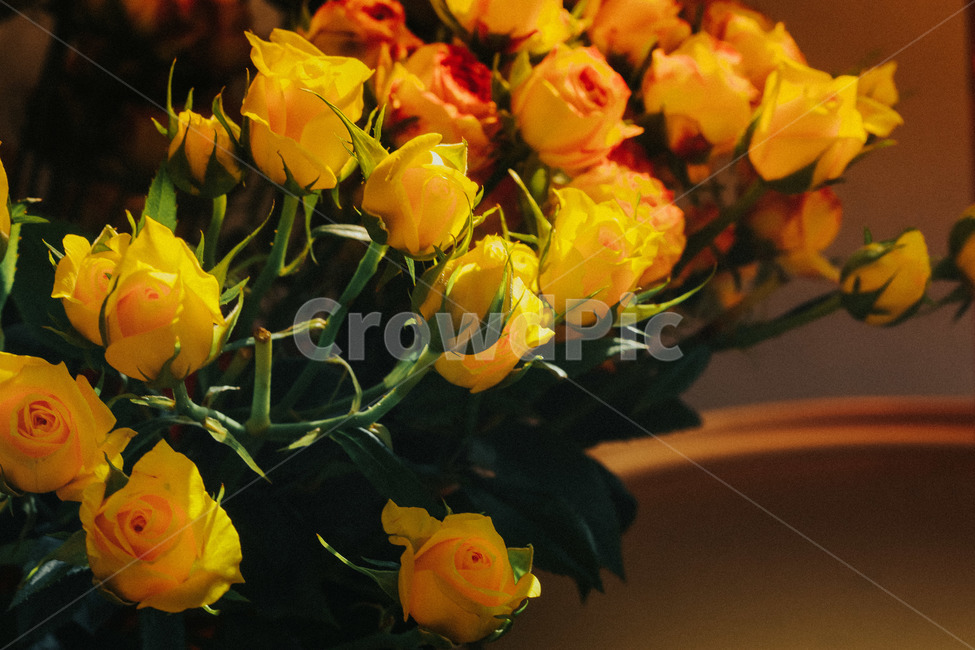 식물,blossom,꽃,flower,flowerbouquet,꽃꽂이,꽃,flower