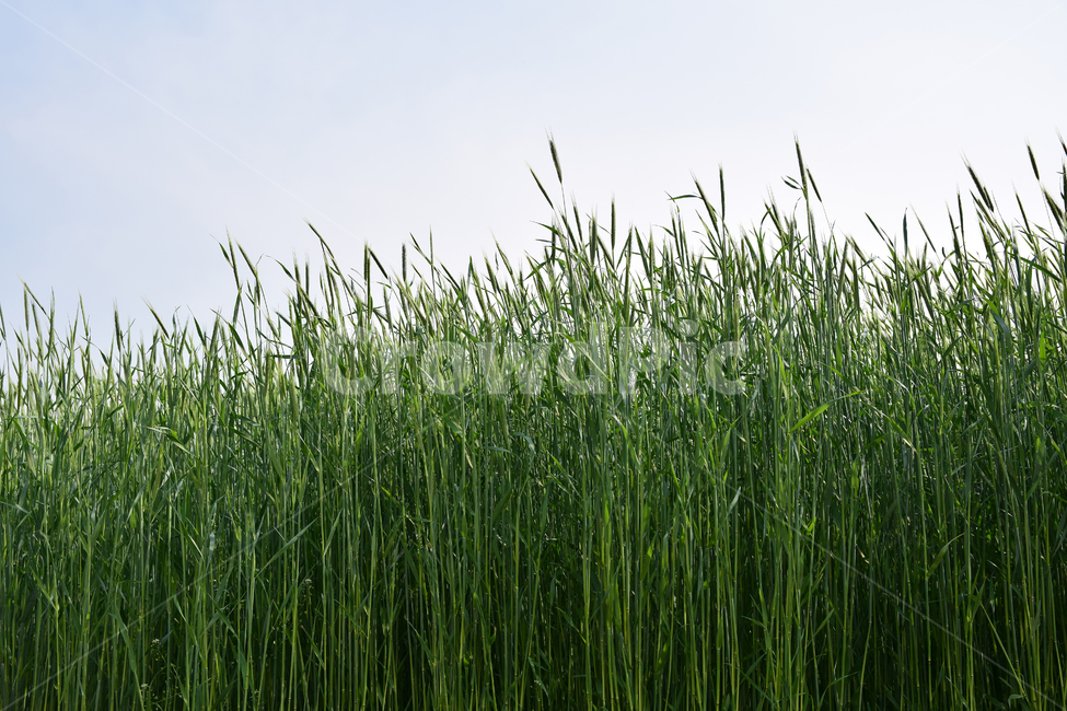 호밀,호밀밭,식물,초록,소풀,들녘,들판,농사,자연,plant,nature,green,백그라운드,background,농촌,수확기,harvest,밀밭,농장,초지,greenfield,녹색,초록물결,이삭