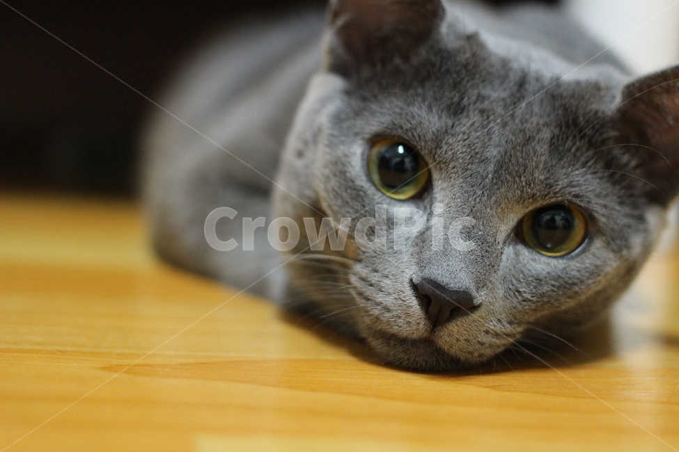 고양이,러시안블루,러블,회색고양이,엎드린고양이,동물,animal,포유류,mammal,고양이,cat,kitten,kitty